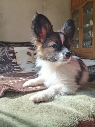 Цуценя Папійон/папильон (Papillon) /континентальний той-спанієль Днепр