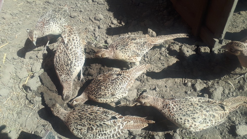 Фазан мисливський. Молодняк, дорослі Рівне - зображення 3