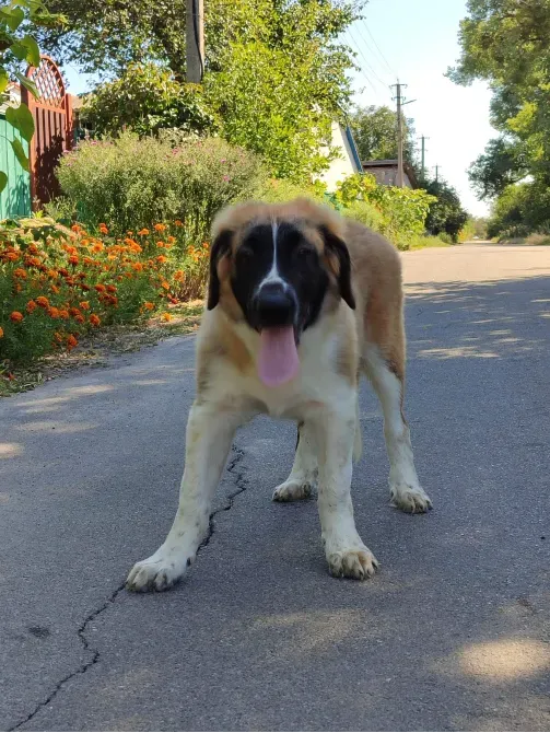 Московська сторожова Буча - зображення 1