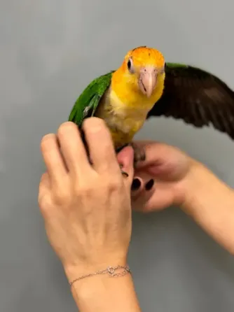 Каїк оранжевоголовий Киев