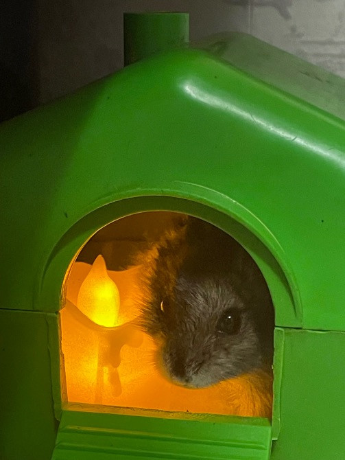 Джунгарска хомʼячиха Чернігів - зображення 2