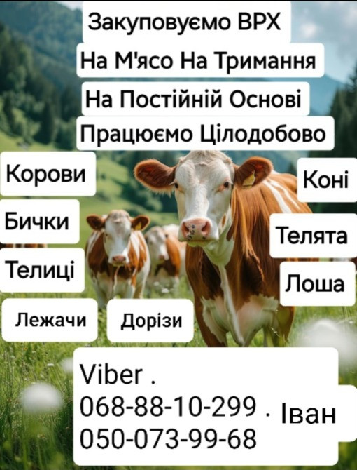 Закуповуємо Врх НА М'Ясо ТА НА Тримання. Корови Коні Бички Телиці Київ - зображення 1
