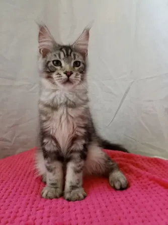 Мейн Кун котенок мальчик Днепр