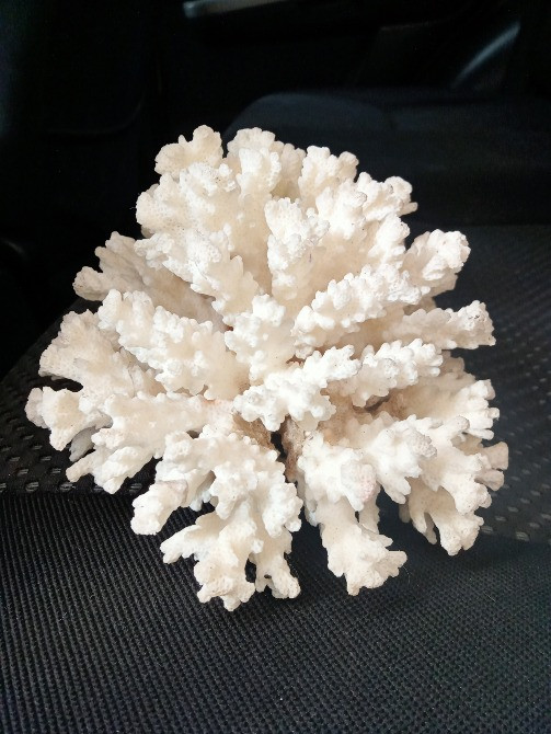 Продам коралл Одеса - зображення 1