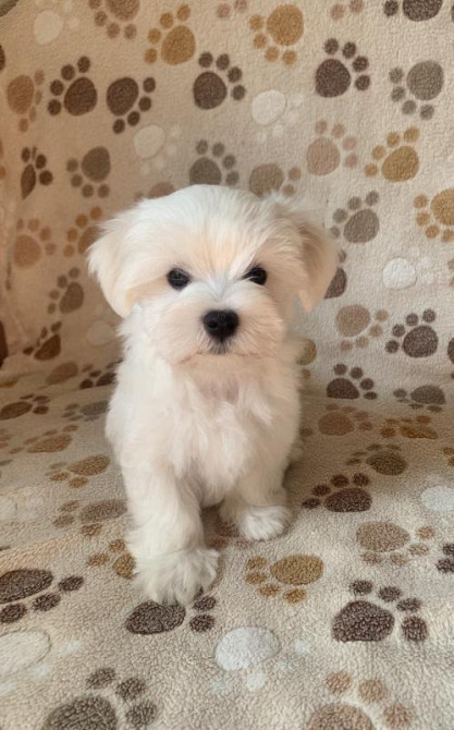 Цуценята мальтійської болонки (Мальтезе): майбутній пухнастий друг чек Киев - изображение 5