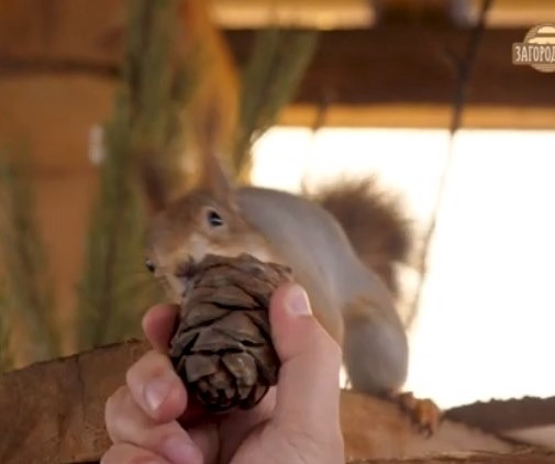 Белки купить продажа Киев Украина Київ - зображення 2