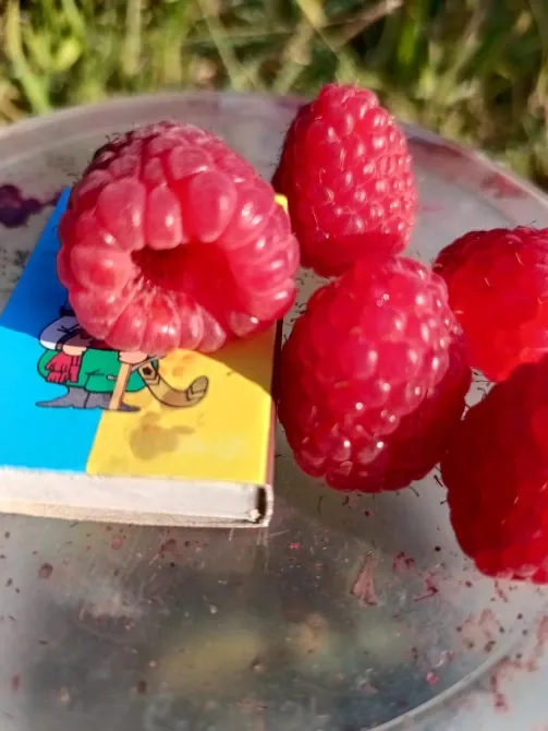 Продам садженці ремонтантної малини Полана Луцьк - зображення 2