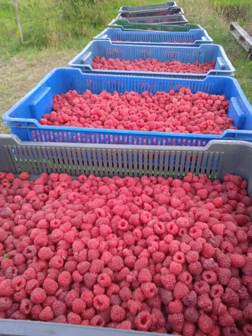 Саджанці малини ремонтантної Луцьк - зображення 5