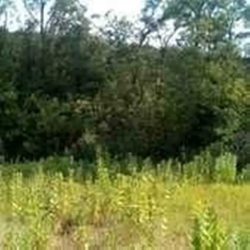 Продаю ділянку в затишному місці з приємним краєвидом та лісом поруч Обухов - изображение 3