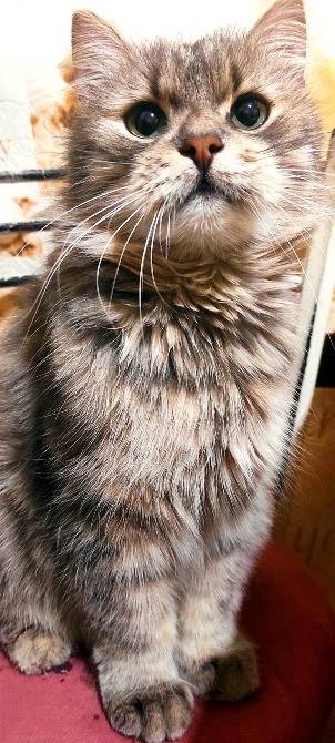 Безкоштовно. Кошеня, дівчинка Харків - зображення 3