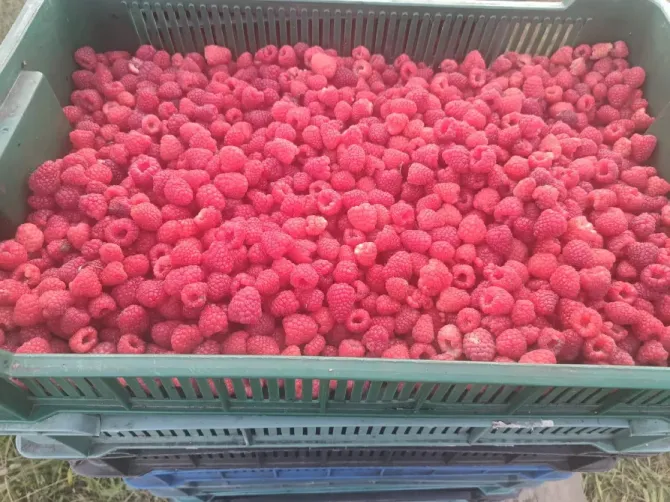 Продаются саженцы малины сорта Полана Рівне - зображення 8