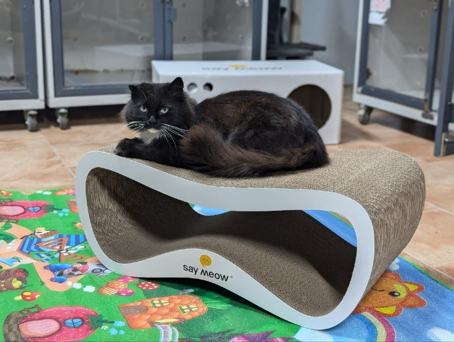 Перетримка для котиків. Котоготель Київ - зображення 1