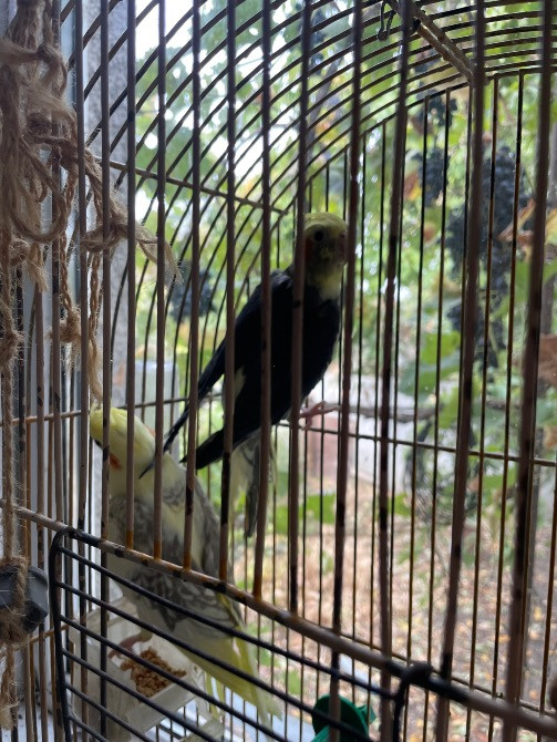 Продам папуг Дніпро - зображення 2