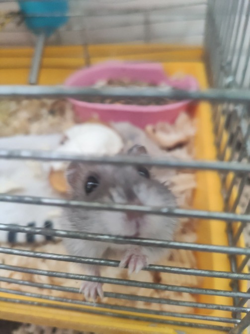 Віддам хом'яка зі всім необхідним Львів - зображення 1