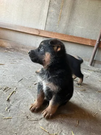 Продам цуценят Німецької вівчарки Полтава - изображение 4