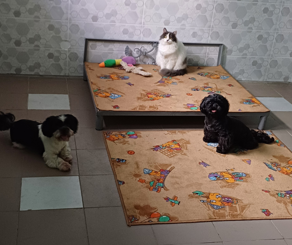 Гостиница Пес для собак - перетримка тварин у Київі, дім для собак Киев - изображение 18