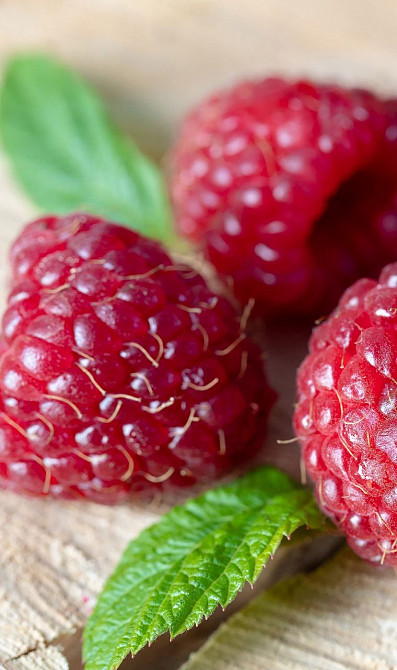 Гиббереллин 90 Одесса - изображение 1