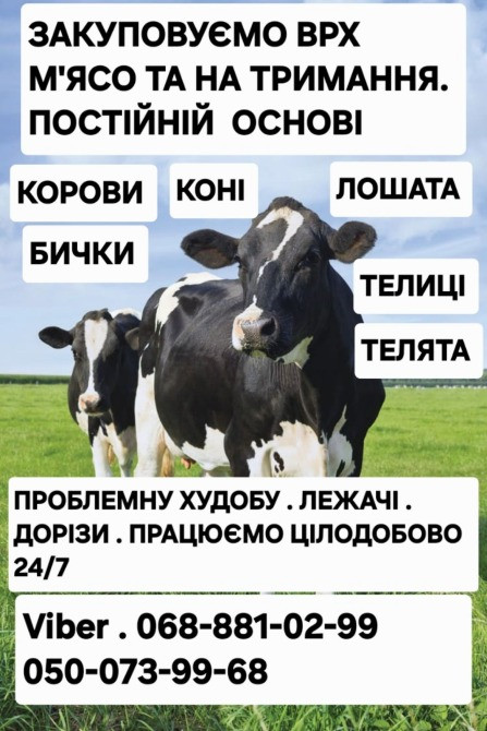 Закуповуємо Врх НА М'Ясо ТА НА Тримання. Корови Коні Бички Телиці Київ - зображення 2