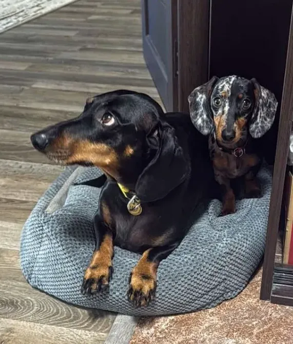 Такса мініатюрна Біла Церква - зображення 1