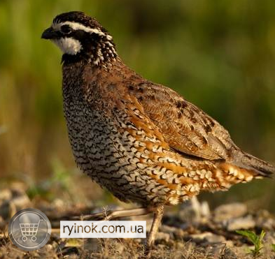 Комбикорм для перепелов Дніпро - зображення 1