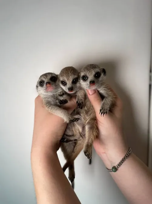 Сурикат домашній ручний, маленькі сурикатики Київ - зображення 4