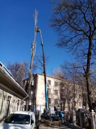 Спилим обрежем деревья, удалим поросли Одеса