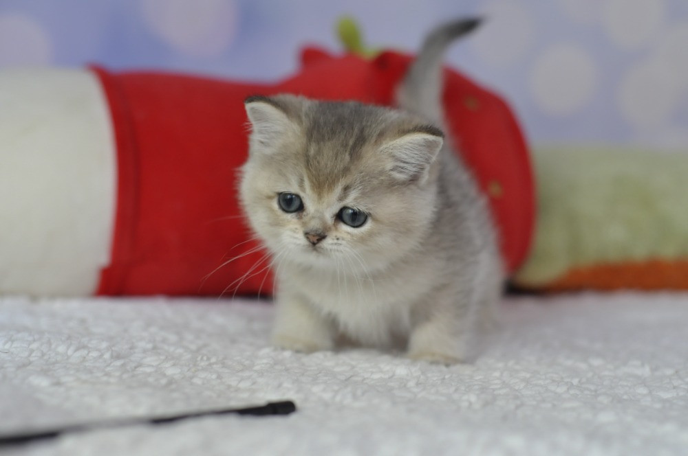 Британські кошенята шиншилята Одеса - зображення 3