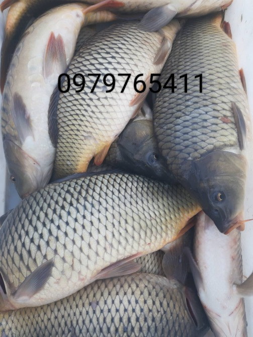 Зарибок судака, коропа, карася, товстолоба, щуки, білого амура Біла Церква - зображення 3