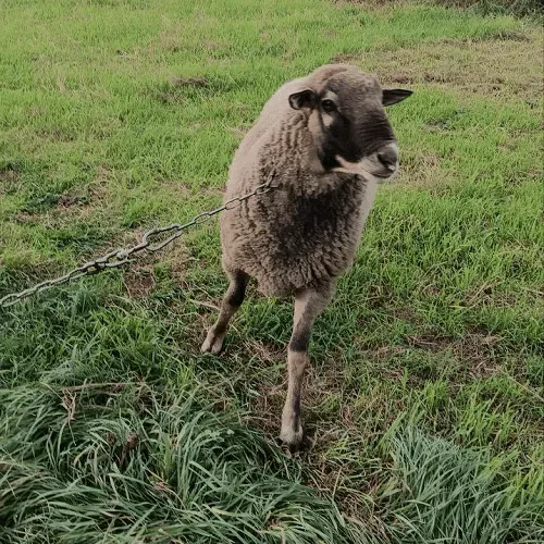 Продам барана Харьков - изображение 3