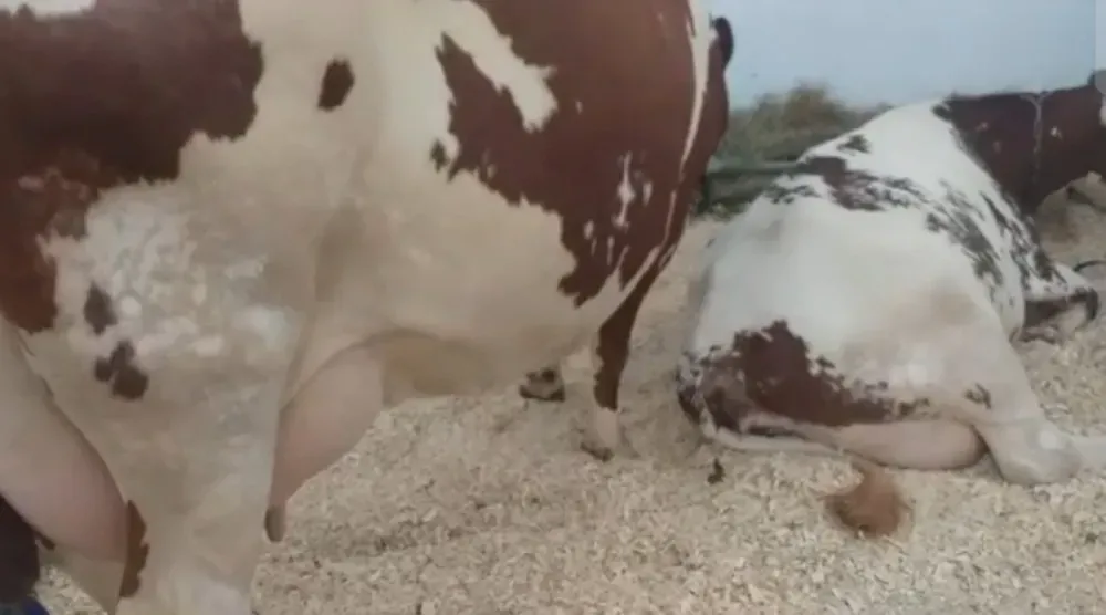 Продаються Корови чистокровні молочної породи Айшир Кременчук - зображення 3