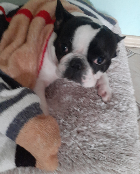 Гостиница Пес для собак - перетримка тварин у Київі, дім для собак Киев - изображение 10