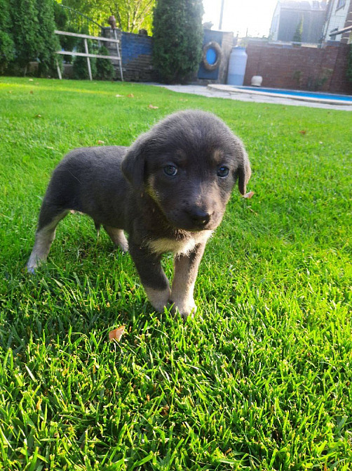 Віддам цуценят в добрі руки Харків - зображення 2
