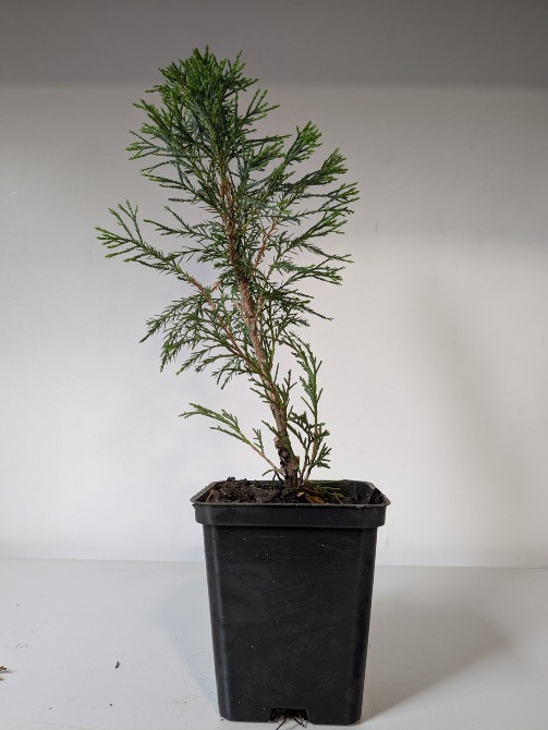 Ялівець козацький (Juniperus sabina Заліщики - зображення 1