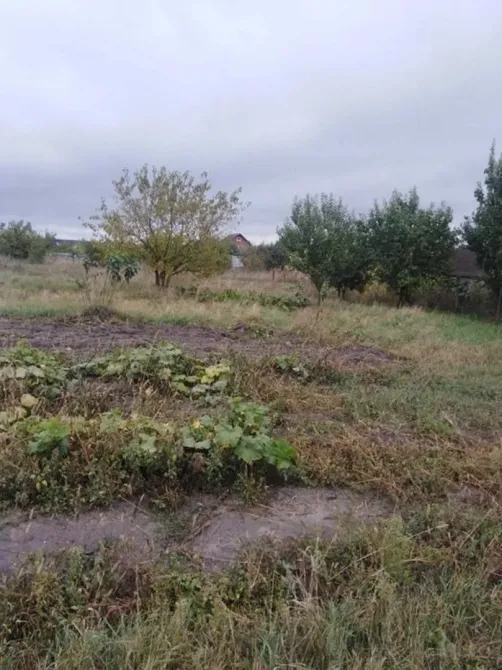 Продам будинок з великою ділянкою в с. Пилиповичі Бородянка - зображення 12