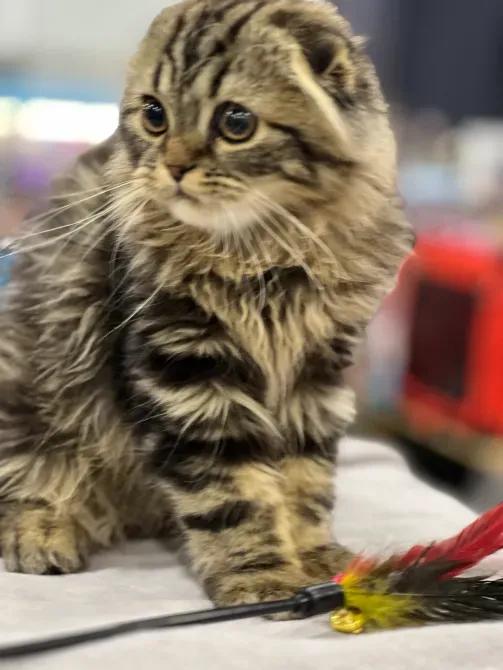 Мармурові довгошерсті шотландські фолдики Київ - зображення 1