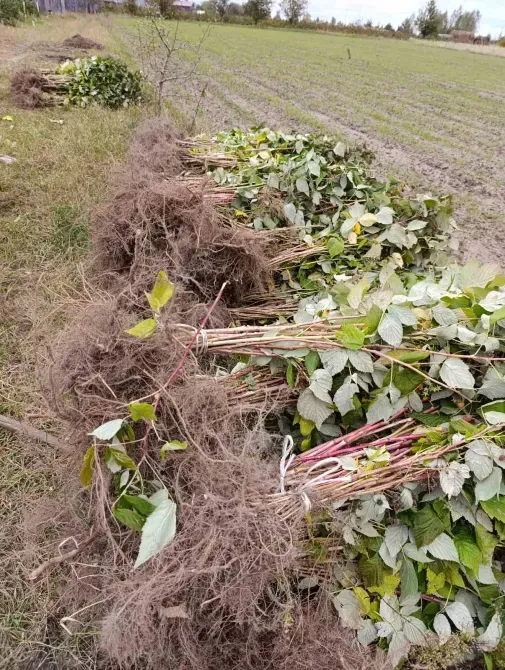 Саджанці малини ремонтантної високоврожайної Луцьк - зображення 4