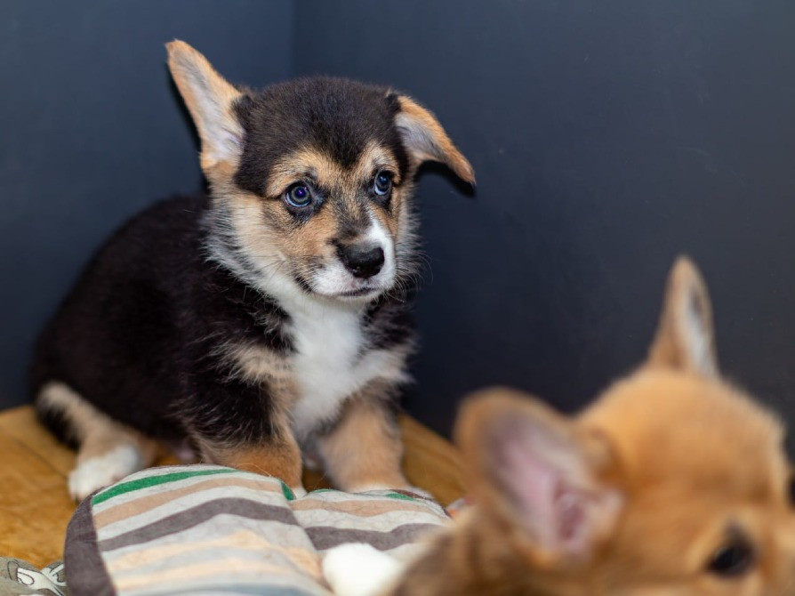 Щенки Вельш Корги Пемброк Київ - зображення 6