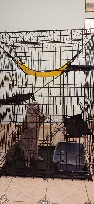 Отель для котов - зооготель, перетримка котів у Києві, котячий рай Киев - изображение 7