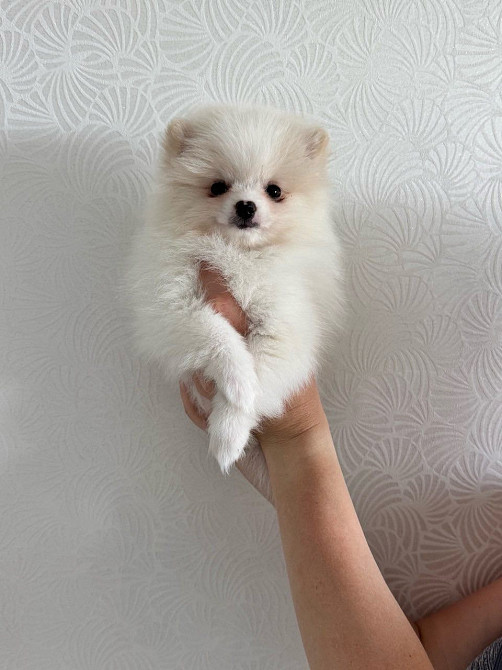 Продаж помаранський шпиц Кременчук - зображення 7