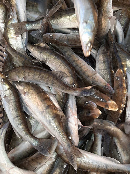 Зарибок судака, щуки, окуня, карася, коропа, товстолоба, білого амура Біла Церква - зображення 6