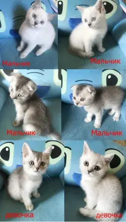 Милашки фолд и страйт Харків