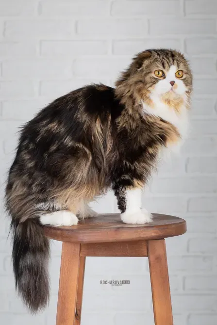 Мармурові довгошерсті шотландські фолдики Київ - зображення 6