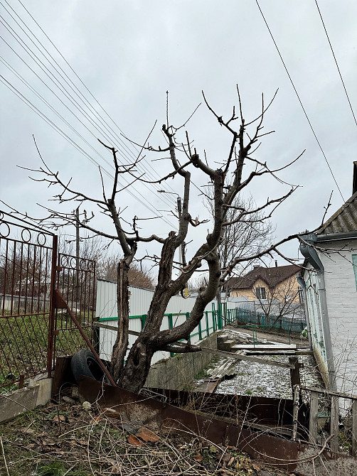 Обрізка винограду Киев - изображение 2