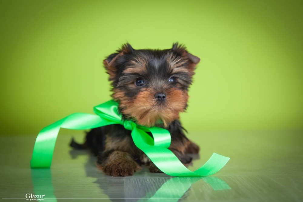 Найкрасивіша дівчинка йоркширського тер'єра Київ - зображення 8