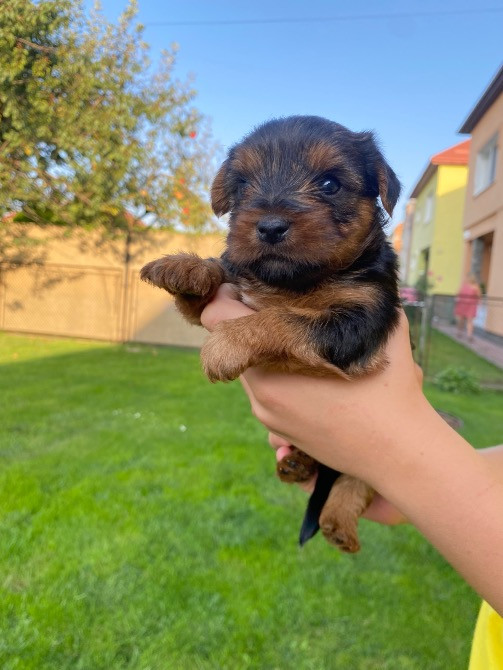 Цуценята - йорки Городок - зображення 1