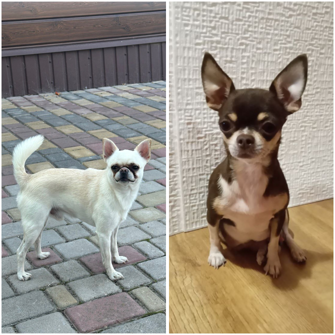 Чихуахуа дівчинка Кропивницкий - изображение 3