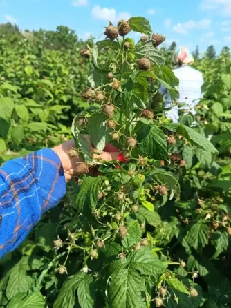 Продам садженці ремонтантної малини Полана Луцьк