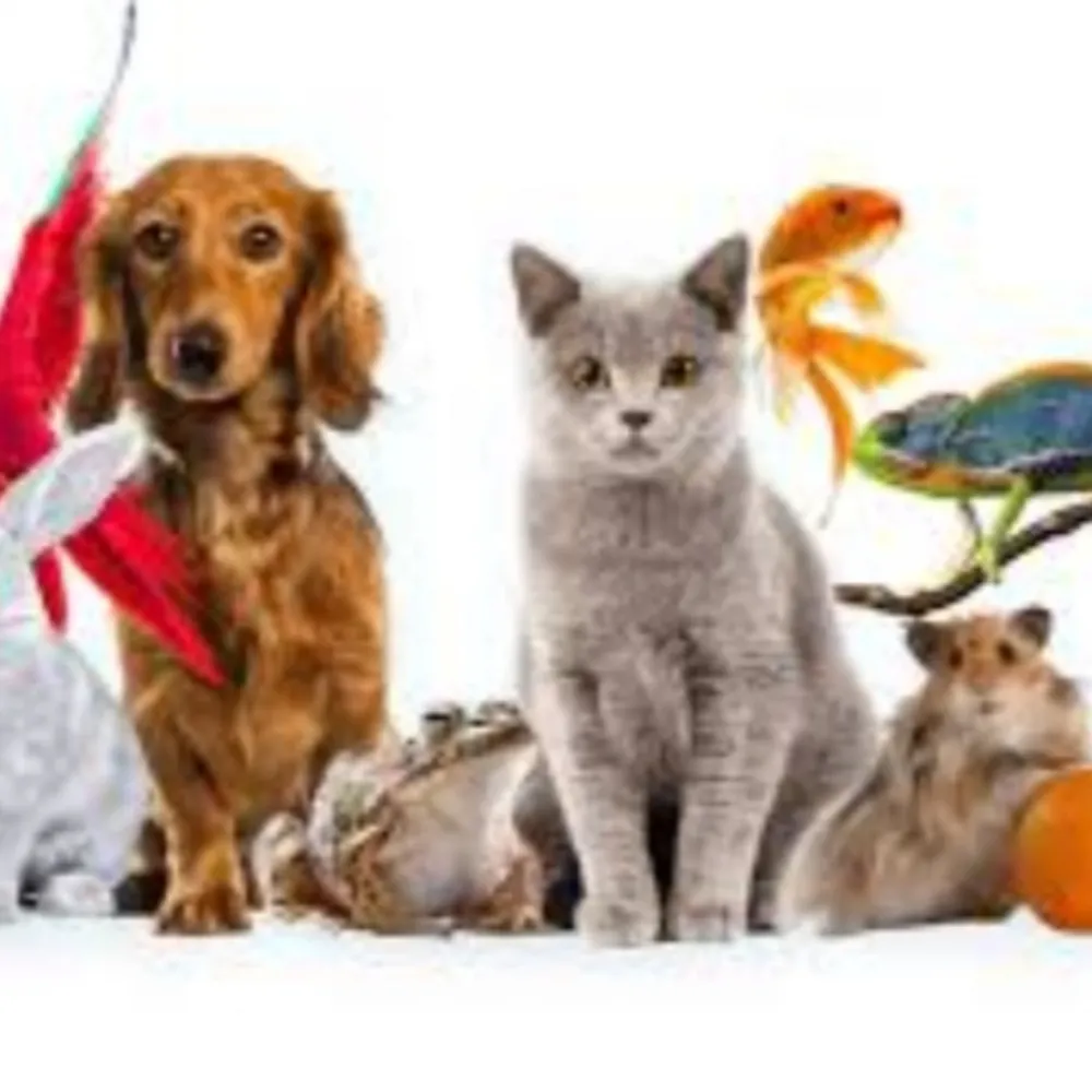 Вызов ветеринара на дом Харьков, Харьков - изображение 1