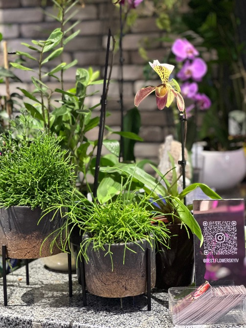Квіти, рослини ЖК Варшавський+, купити, замовити доставка FlowerLove Київ - зображення 6