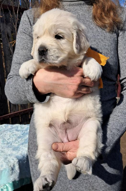 Элитные щенки золотистого ретривера – верные друзья и гордость вашей с Київ - зображення 5